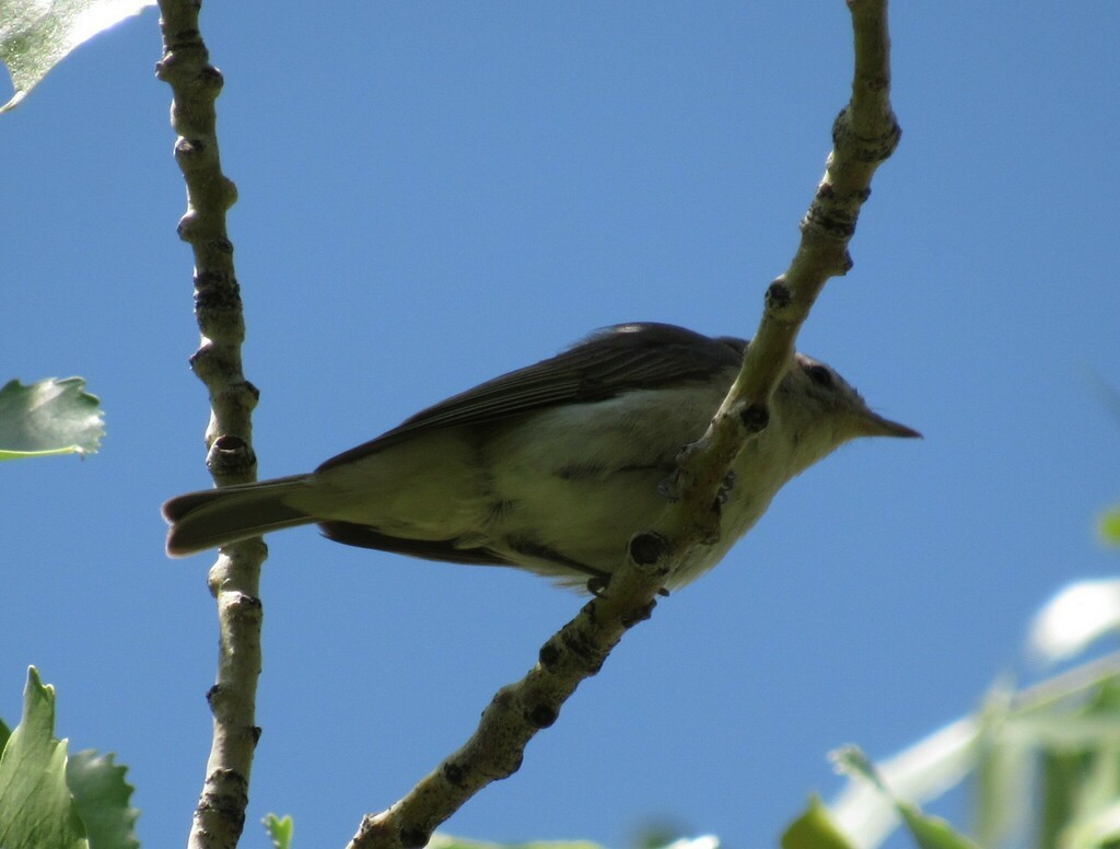Warbling Vireo - ML631731137