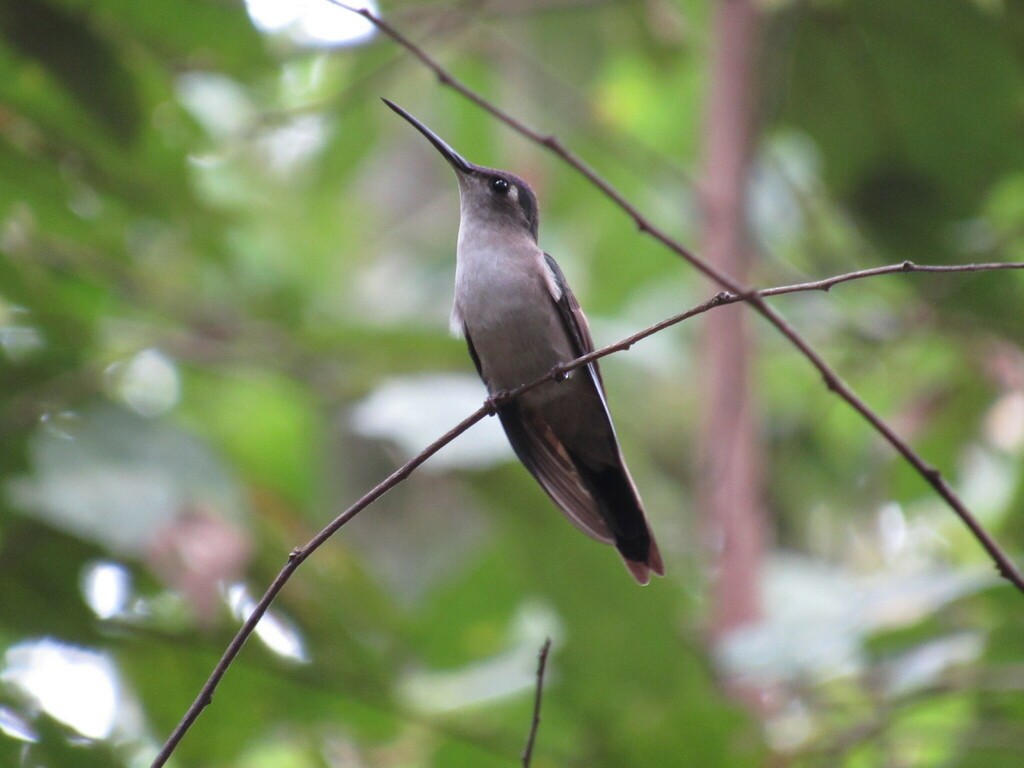 Wedge-tailed Sabrewing - ML631731196