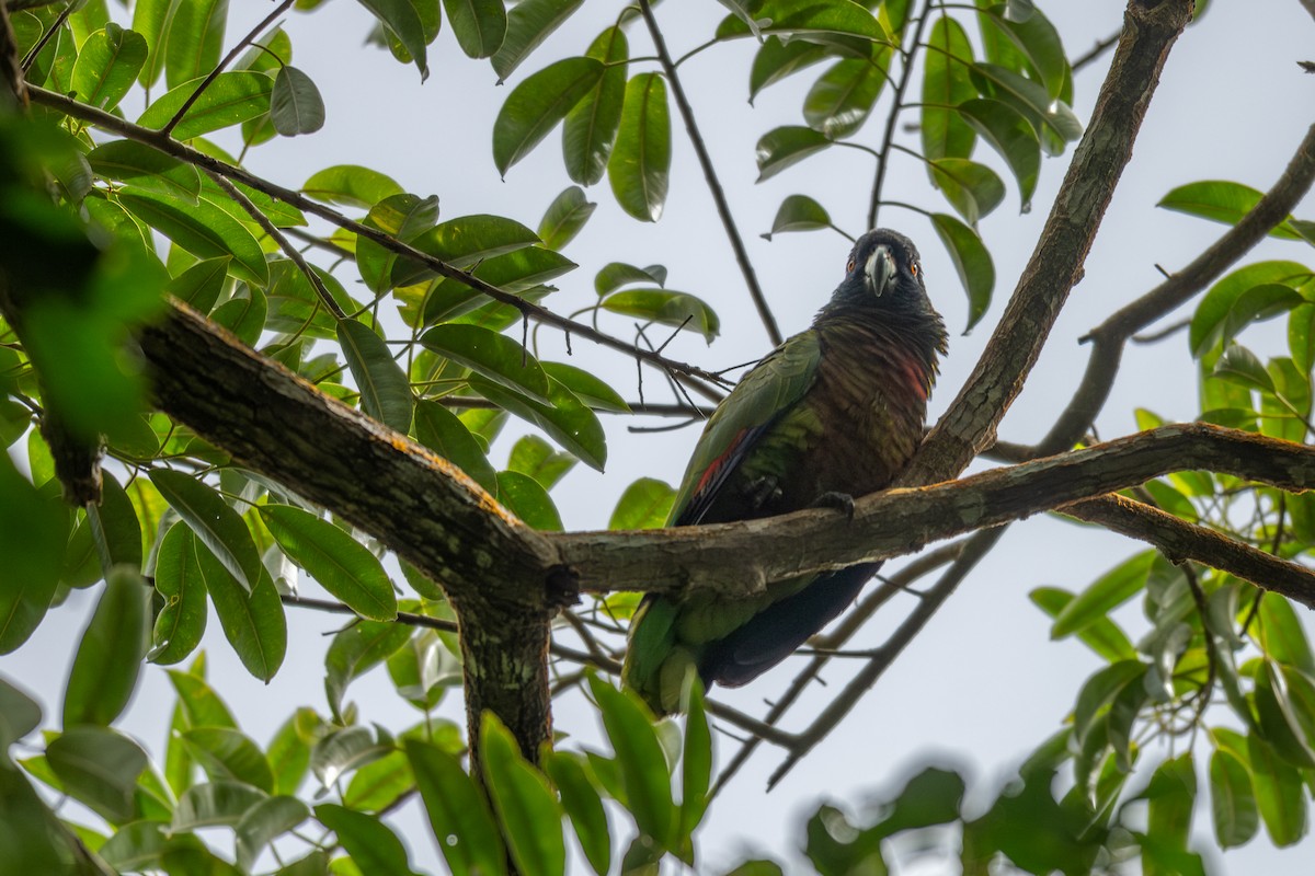 St. Lucia Amazon - ML631731507