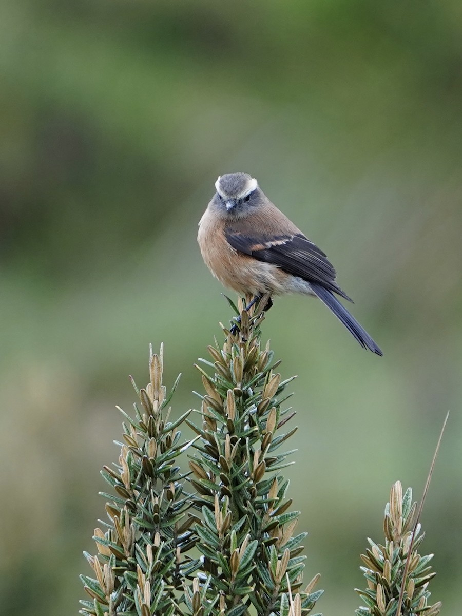 Chestnut-bellied Chat-Tyrant - ML631731553