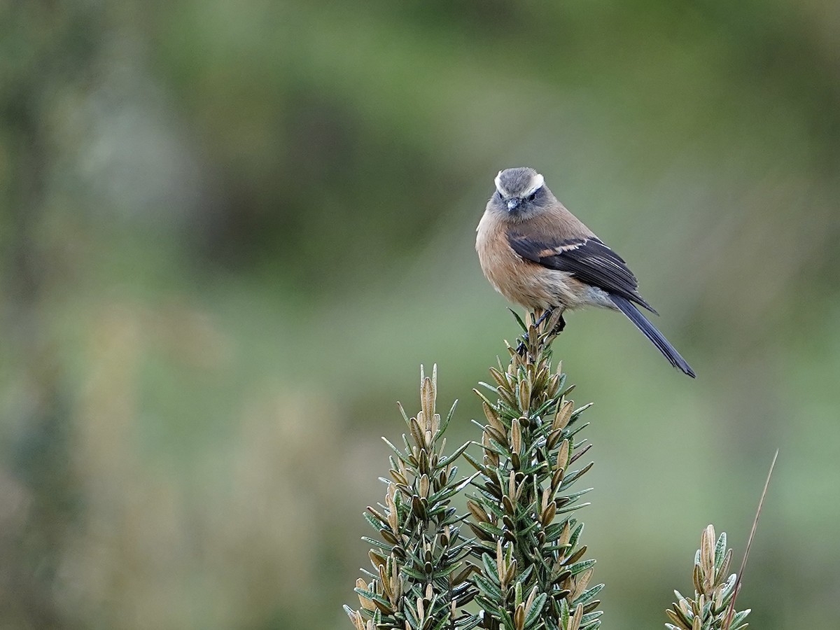 Chestnut-bellied Chat-Tyrant - ML631731554
