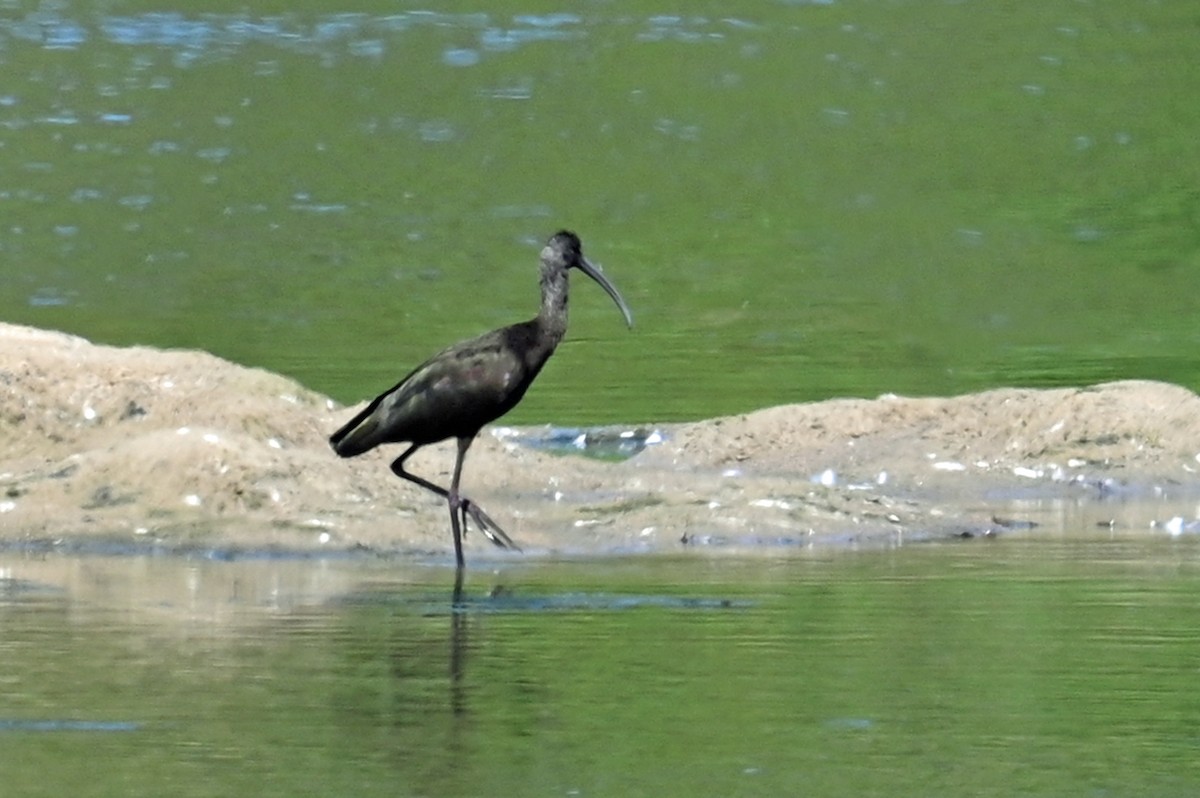 White-faced Ibis - ML631731936