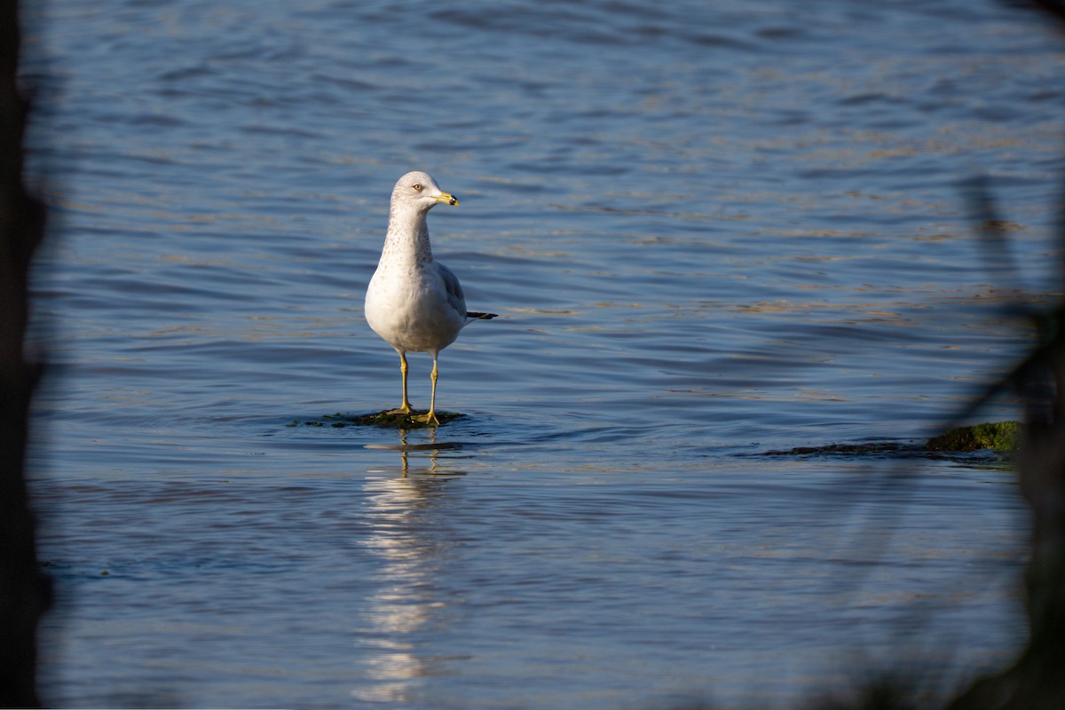 Ring-billed Gull - ML631732004