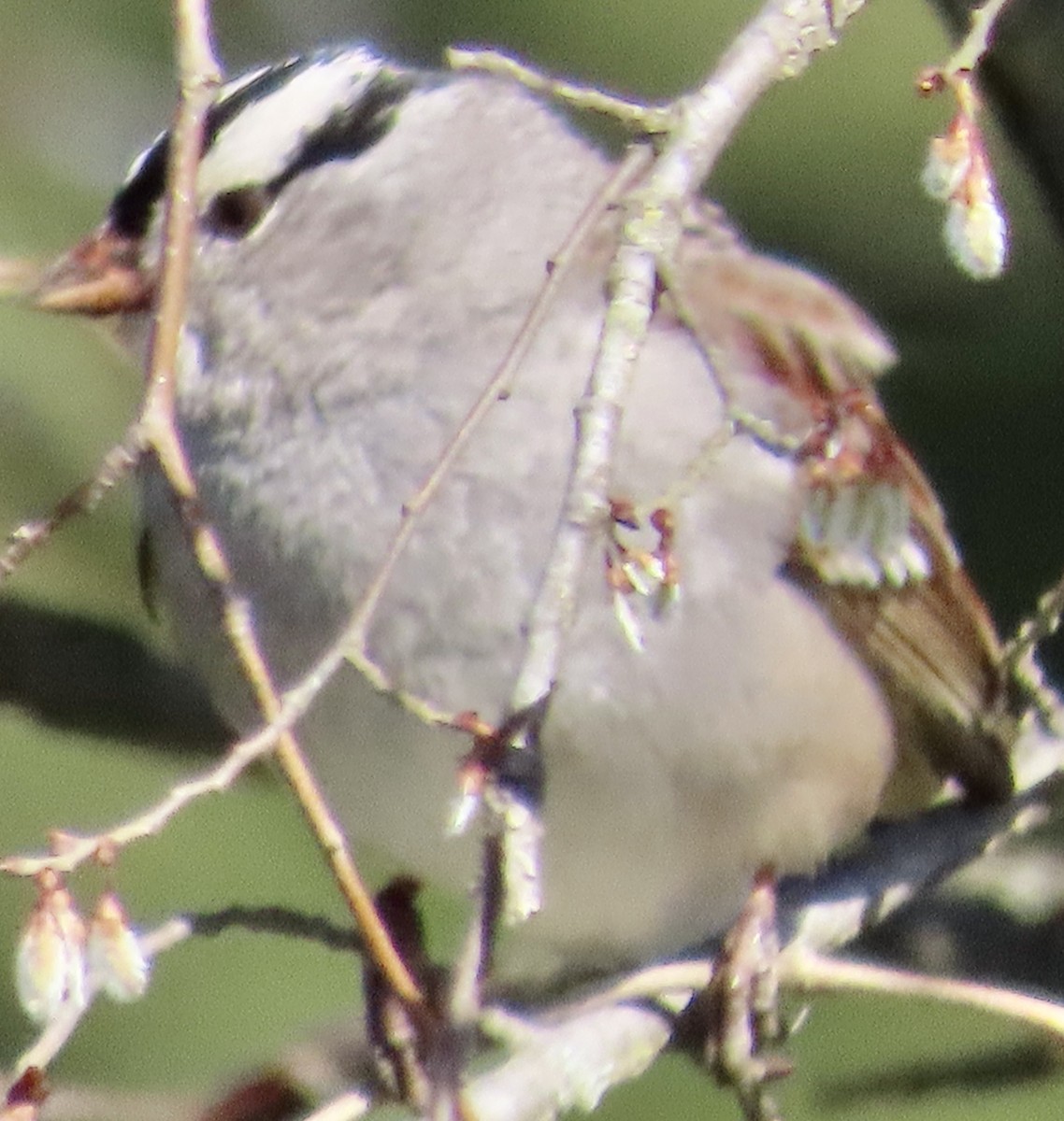 Bruant à couronne blanche - ML631732048