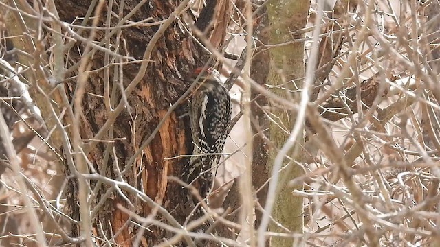 Yellow-bellied Sapsucker - ML631732071