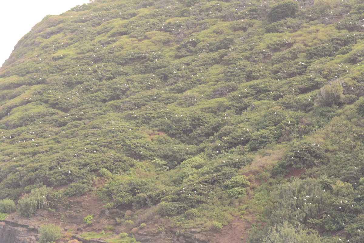 Red-footed Booby - ML631732185