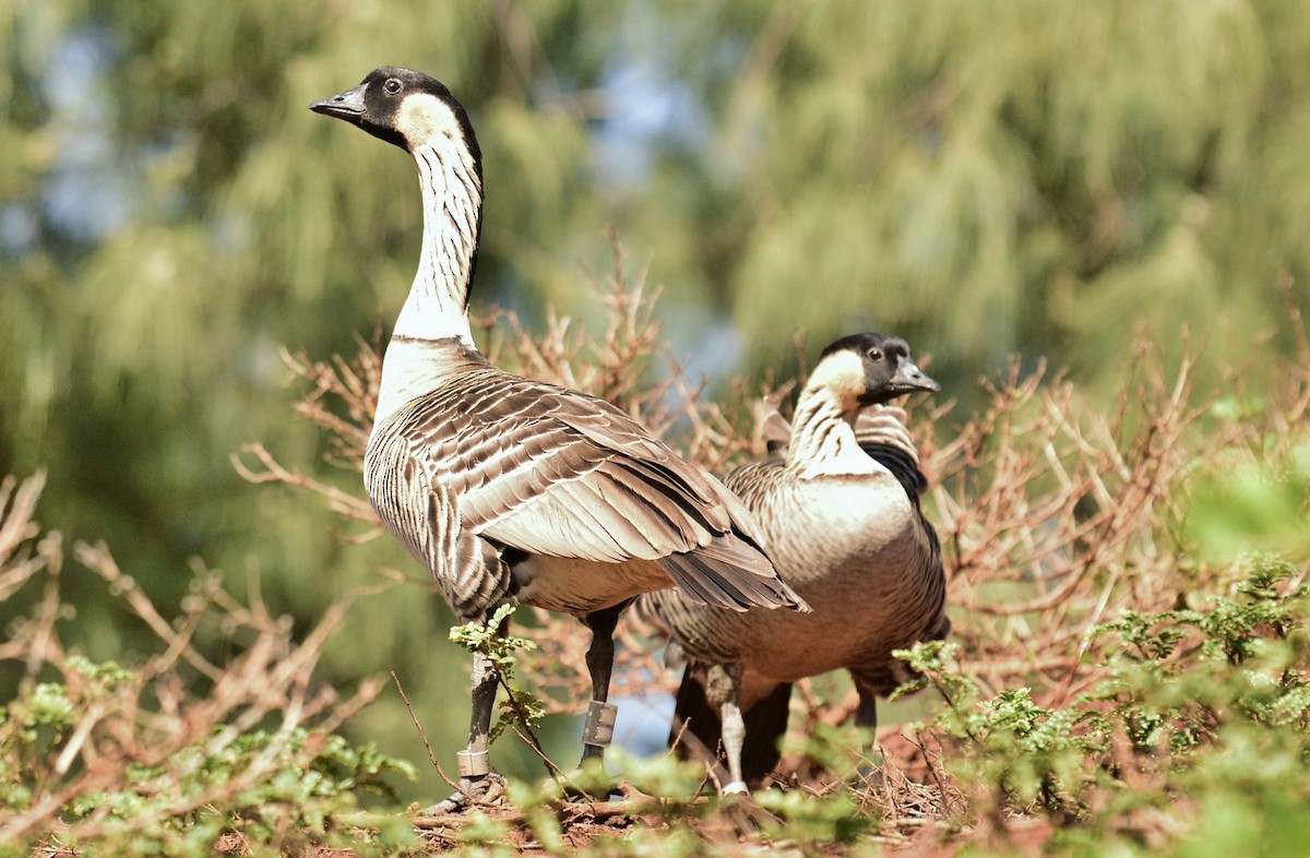 Hawaiian Goose - ML631732279