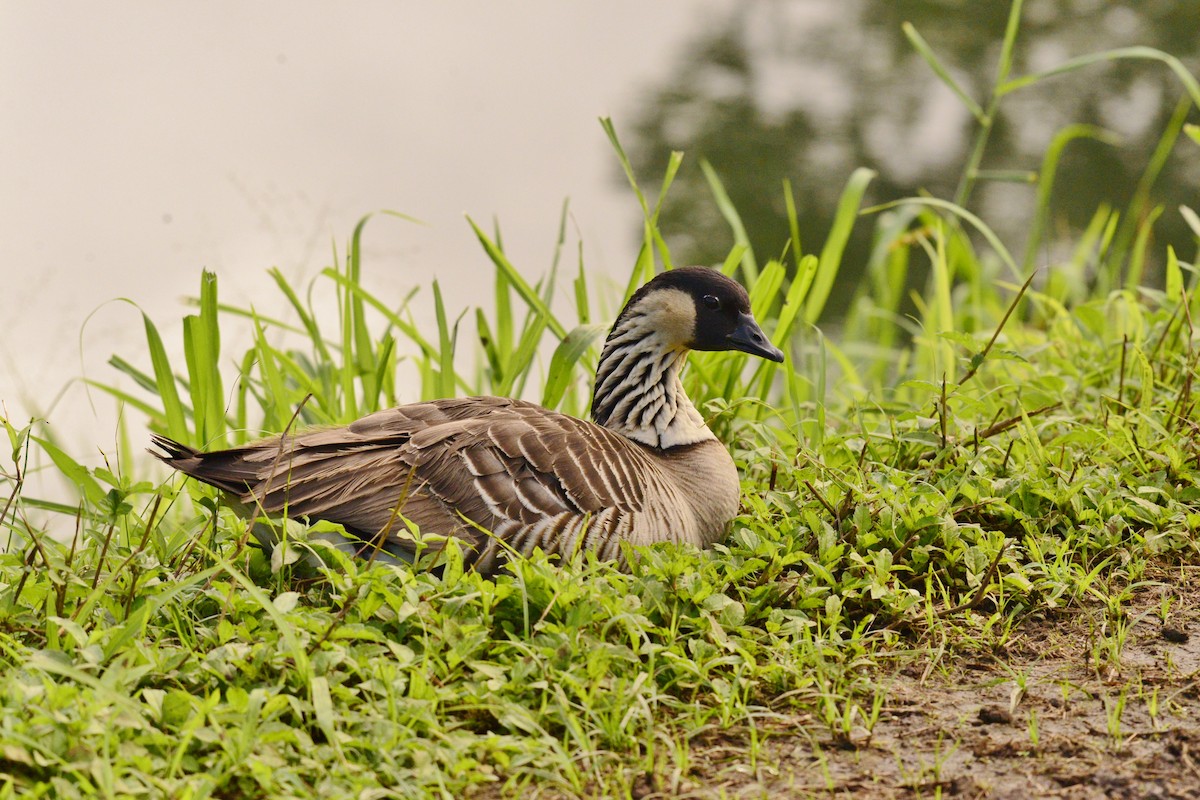 Hawaiian Goose - ML631732282