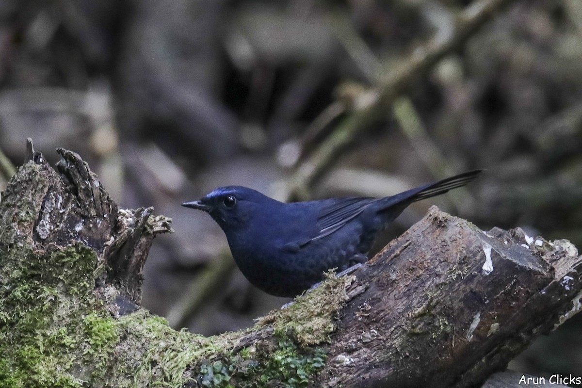 Blue-fronted Robin - ML631732341