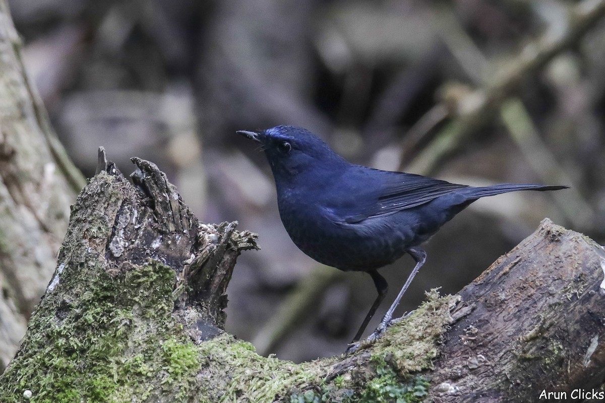 Blue-fronted Robin - ML631732342