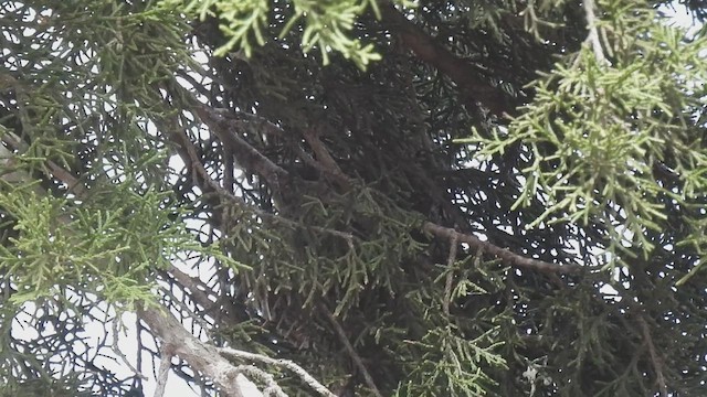 ヒメキンヒワ - ML631732428