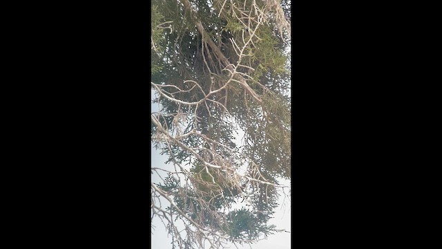 ヒメキンヒワ - ML631732447