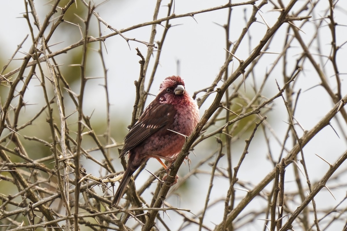 Spot-winged Rosefinch - ML631732488