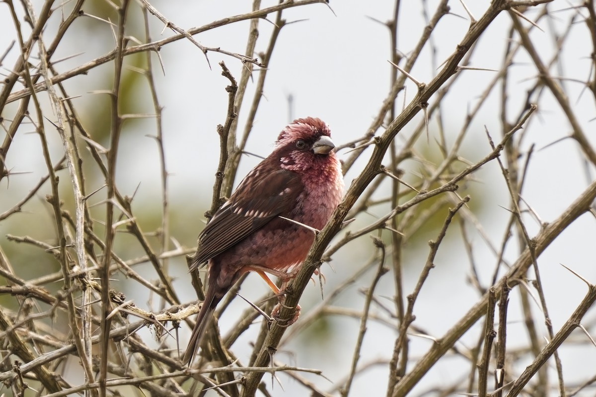Spot-winged Rosefinch - ML631732489