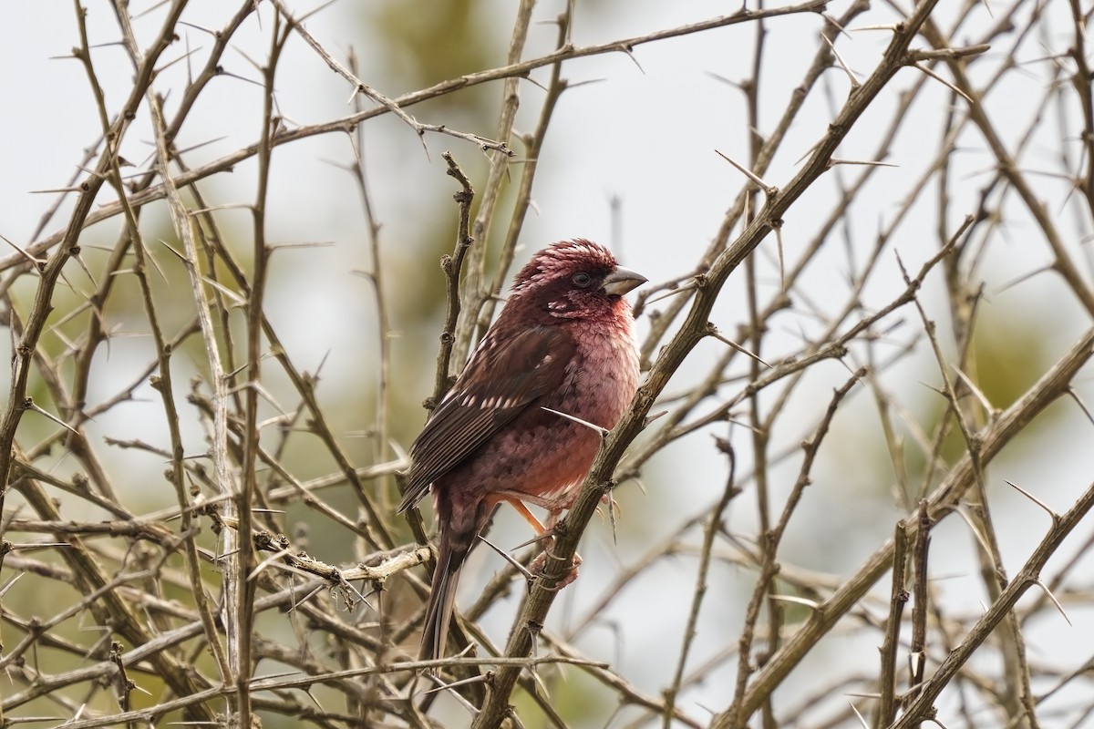 Spot-winged Rosefinch - ML631732491