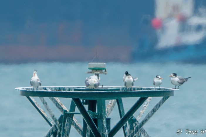 Lesser Crested Tern - ML631732562
