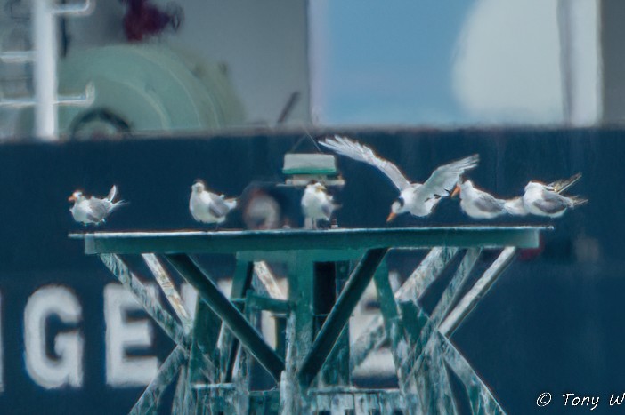 Lesser Crested Tern - ML631732564