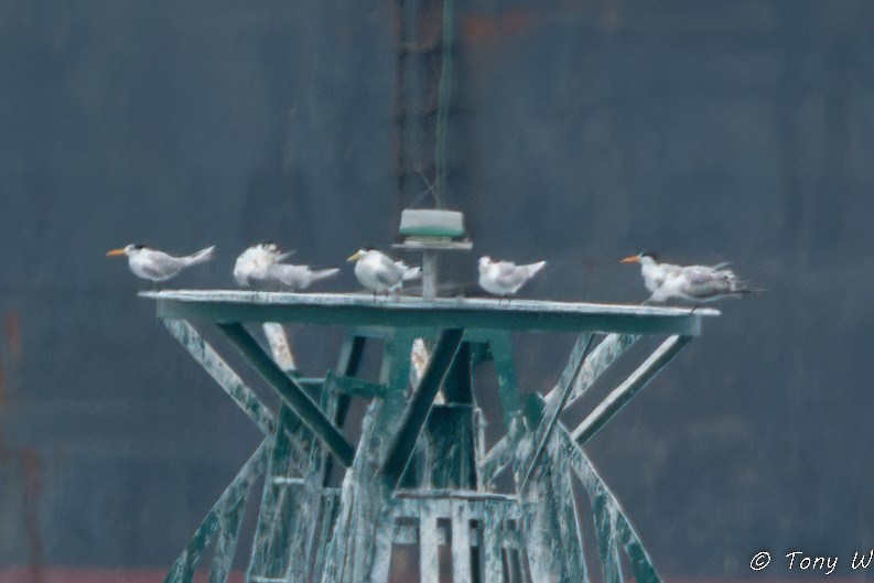 Lesser Crested Tern - ML631732565