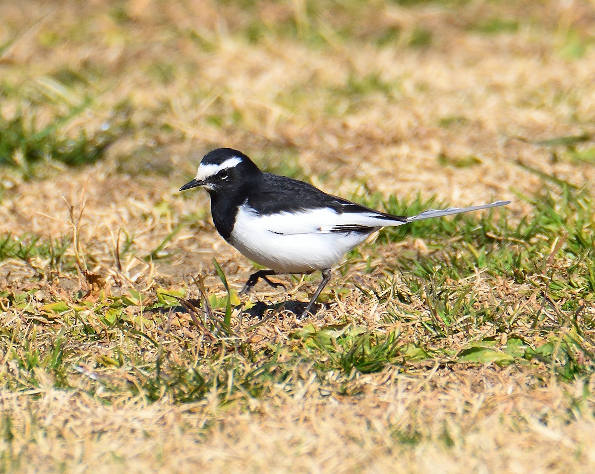 Japanese Wagtail - ML631732638