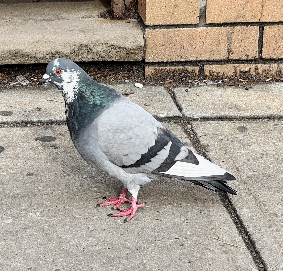 Rock Pigeon (Feral Pigeon) - ML631732687