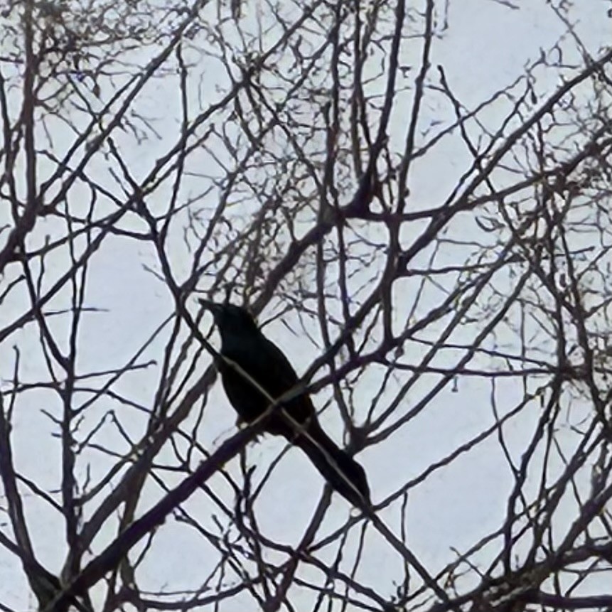 Common Grackle - ML631732857