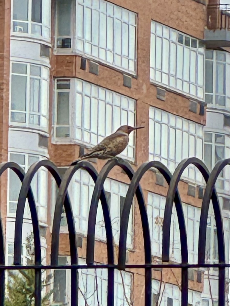 Northern Flicker - ML631732866