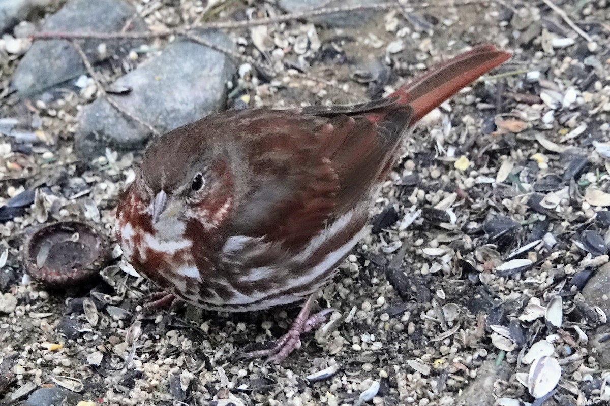 Fox Sparrow (Red) - ML631733065