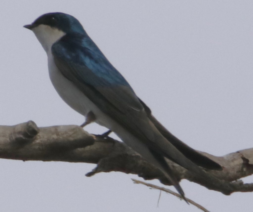 Tree Swallow - ML631733232