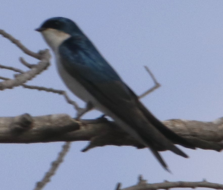 Tree Swallow - ML631733234