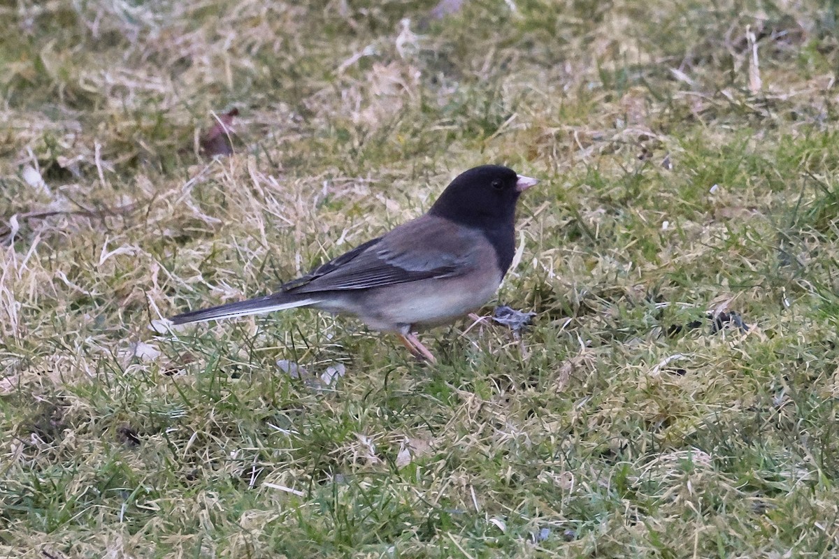 Junco Ojioscuro - ML631733622