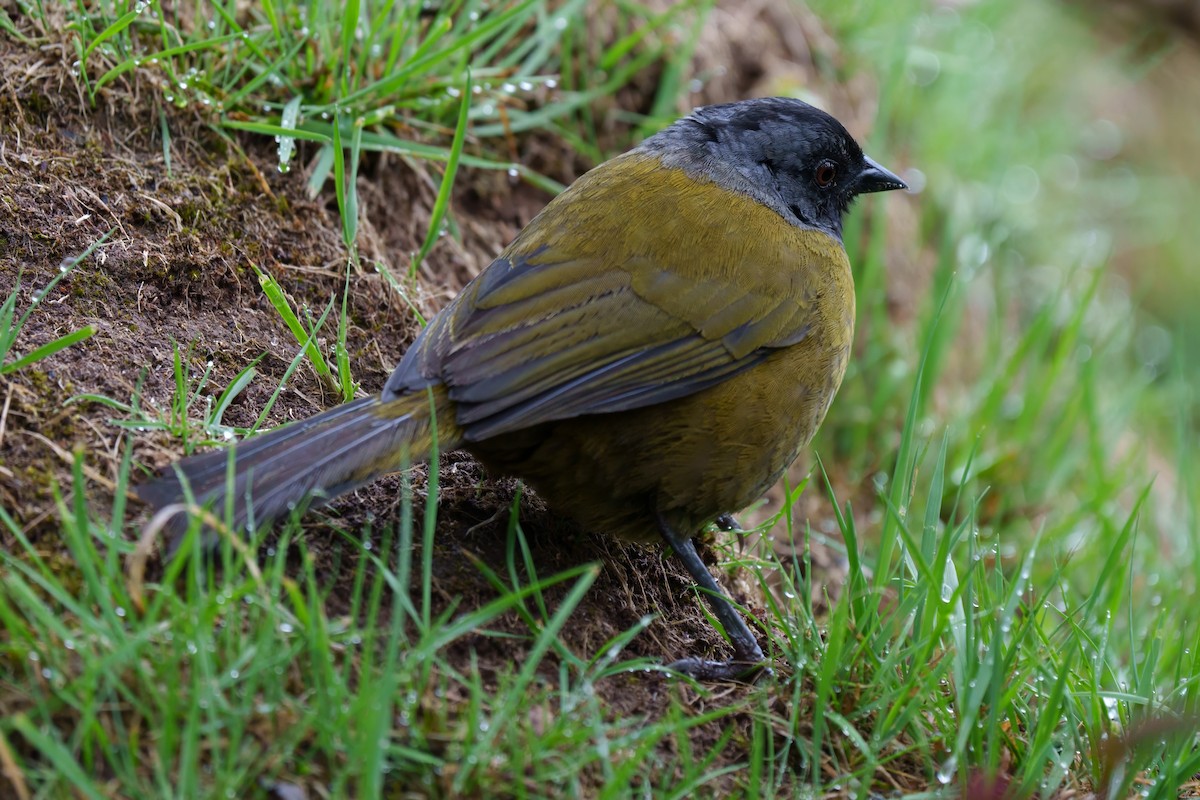 Large-footed Finch - ML631733672