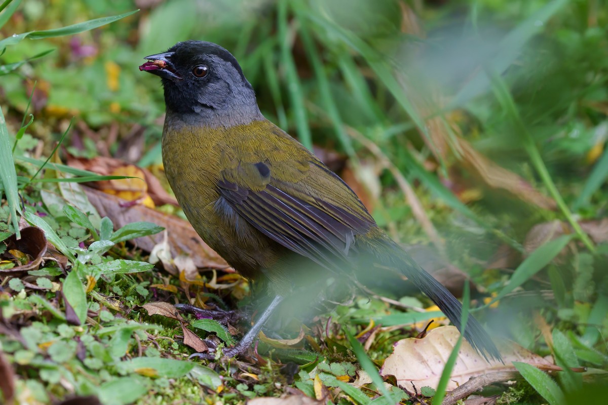 Large-footed Finch - ML631733673