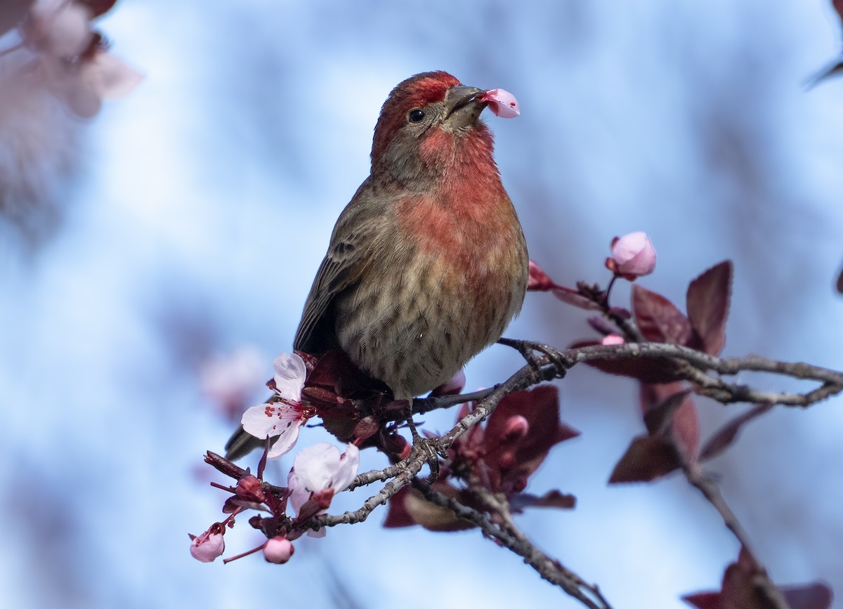 hýl rudoprsý - ML631733687