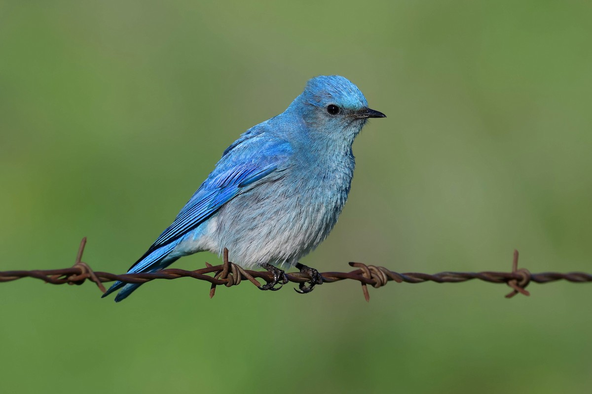 Mountain Bluebird - ML631733788