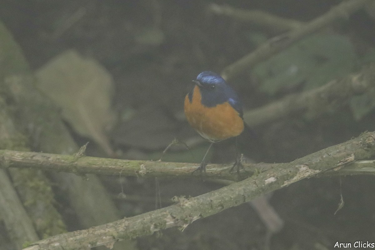 Rufous-breasted Bush-Robin - ML631734055