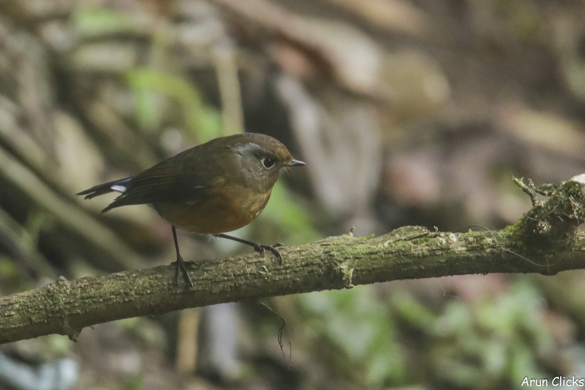 Rufous-breasted Bush-Robin - ML631734056