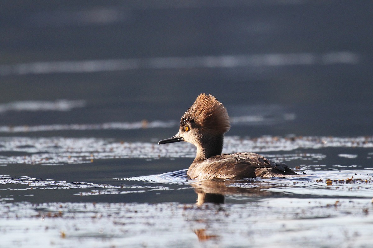 Hooded Merganser - ML631734113