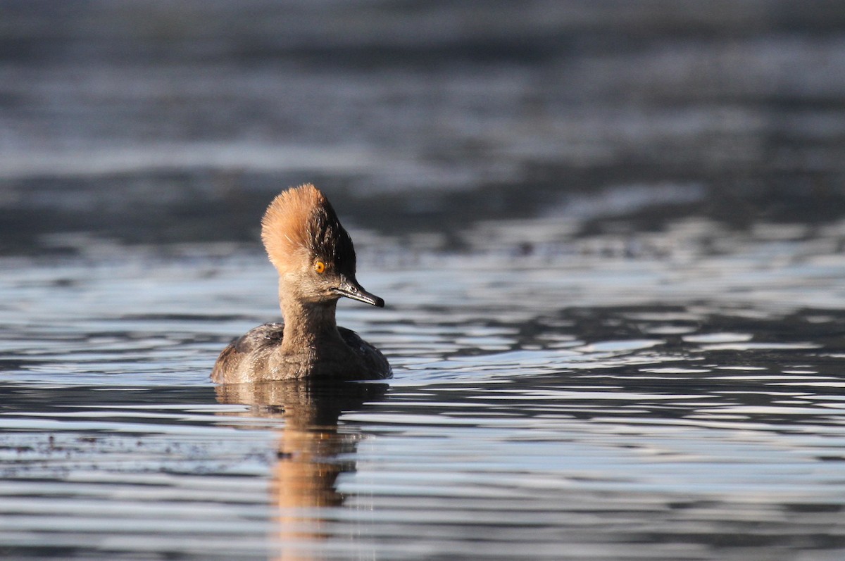 Hooded Merganser - ML631734119