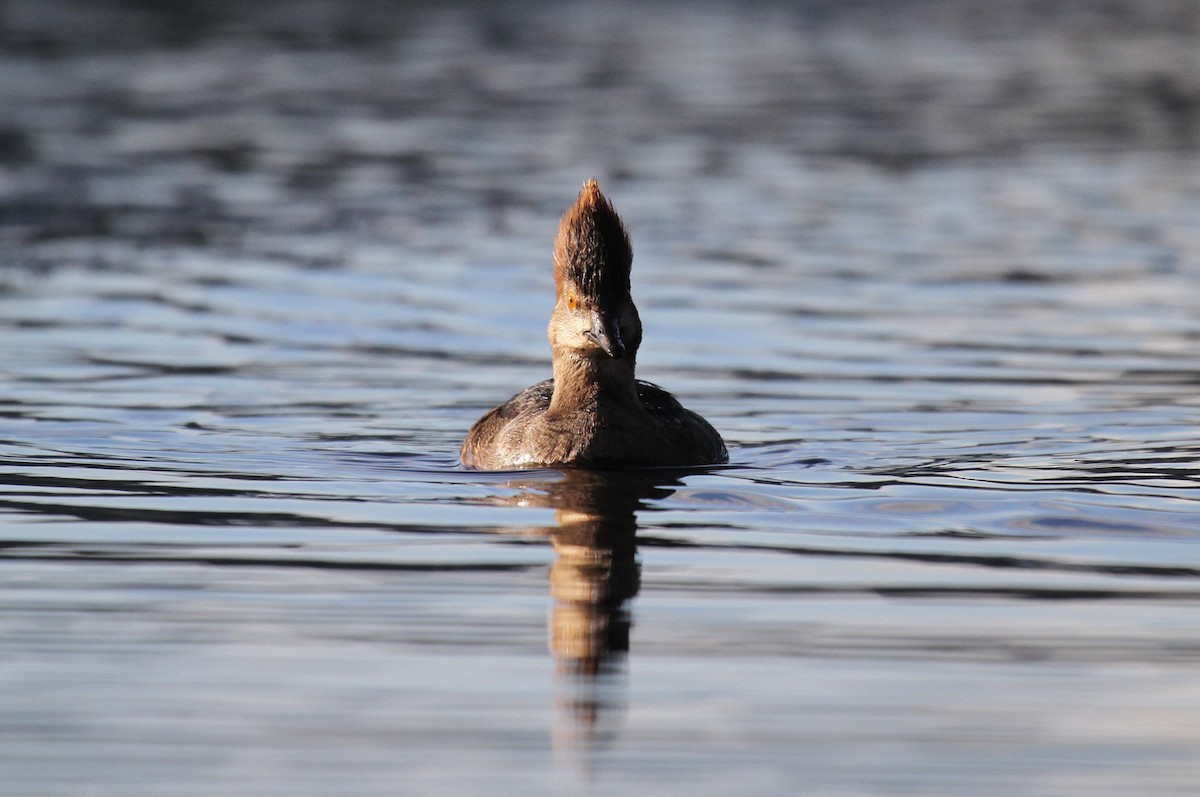 Hooded Merganser - ML631734122