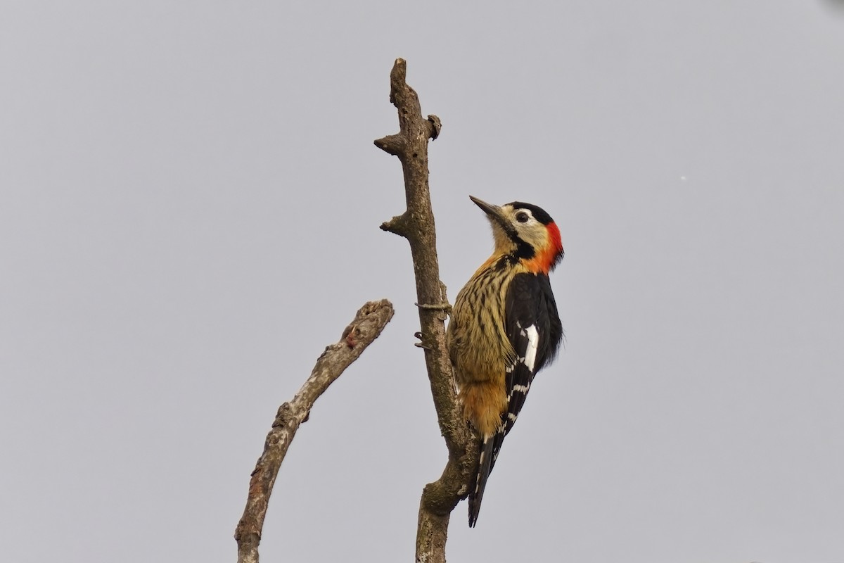 Crimson-naped Woodpecker - ML631734126