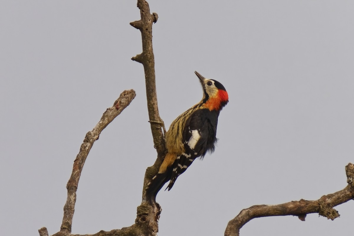 Crimson-naped Woodpecker - ML631734128
