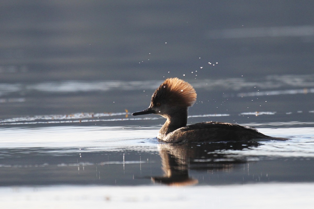 Hooded Merganser - ML631734130