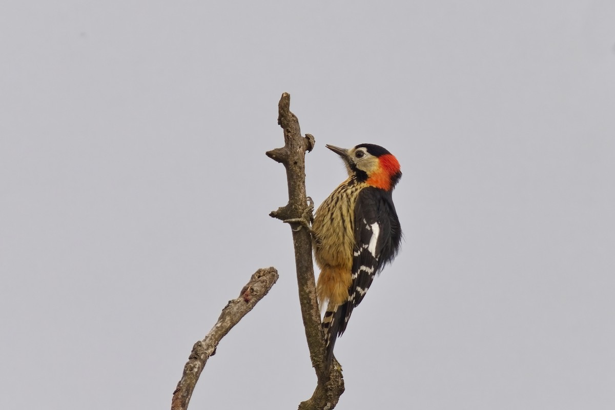 Crimson-naped Woodpecker - ML631734136