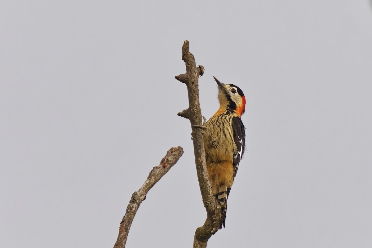 Crimson-naped Woodpecker - ML631734137