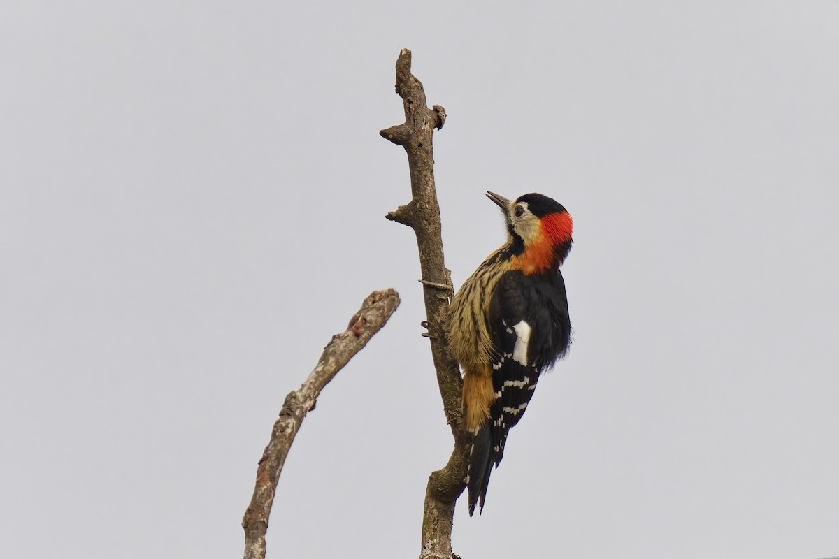 Crimson-naped Woodpecker - ML631734138