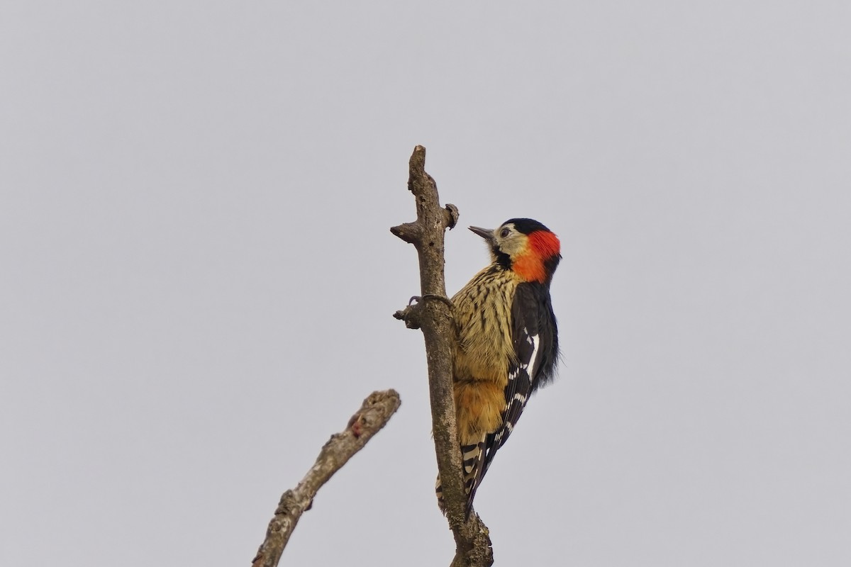 Crimson-naped Woodpecker - ML631734151