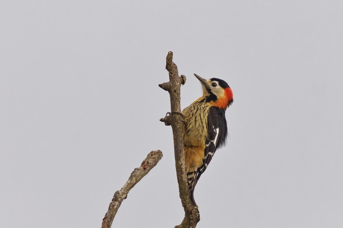 Crimson-naped Woodpecker - ML631734152