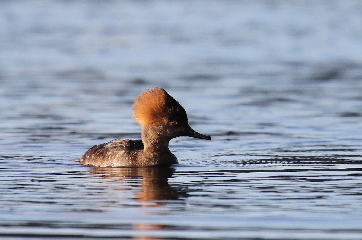 Hooded Merganser - ML631734164