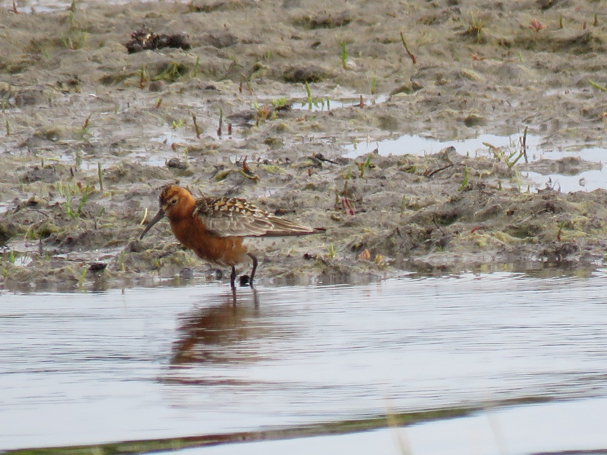 Curlew Sandpiper - ML63173421