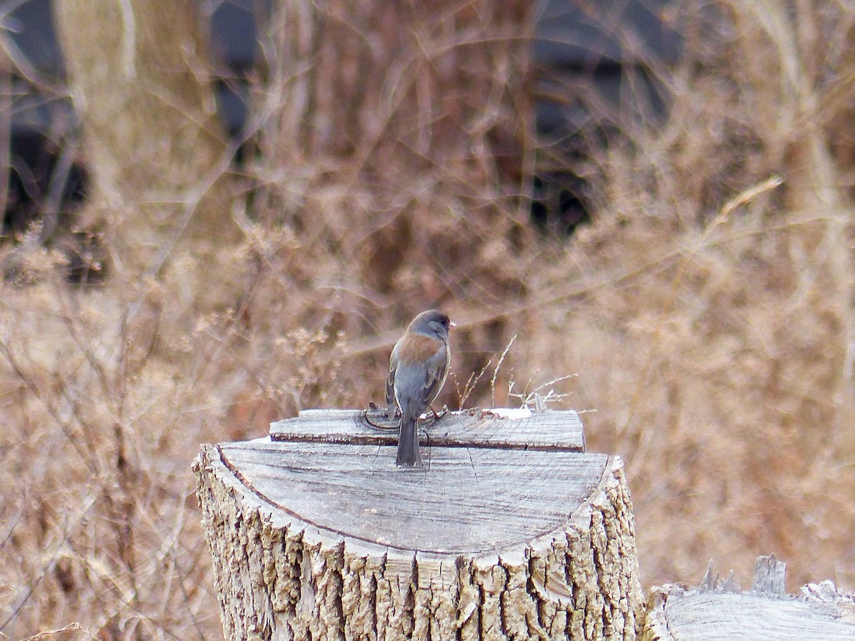 Dark-eyed Junco - ML631734343